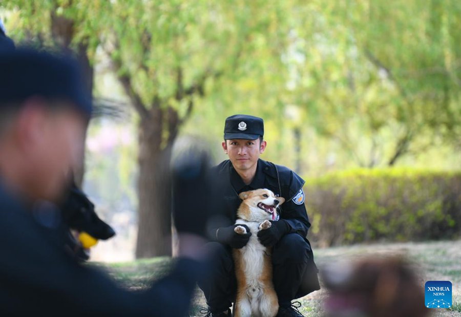 Il primo cane poliziotto di razza corgi della Cina