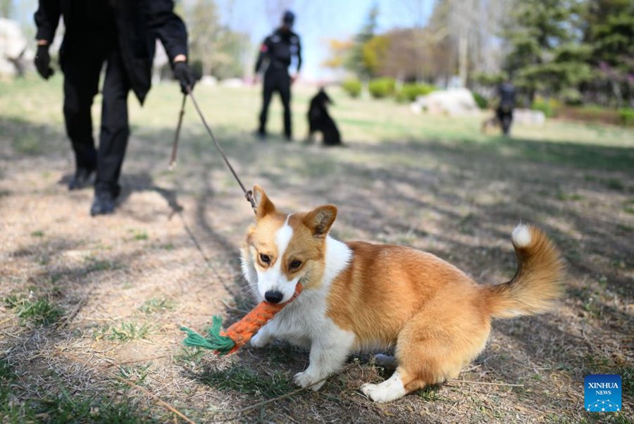 Il primo cane poliziotto di razza corgi della Cina