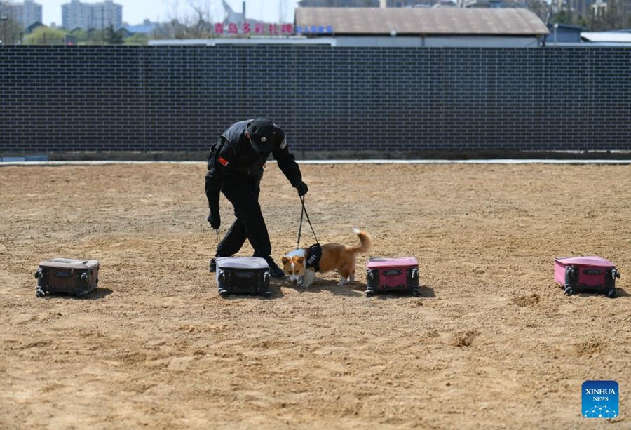 Il primo cane poliziotto di razza corgi della Cina