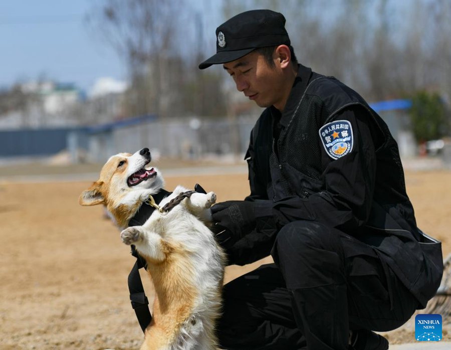 Il primo cane poliziotto di razza corgi della Cina