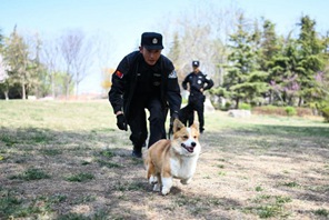 Il primo cane poliziotto di razza corgi della Cina