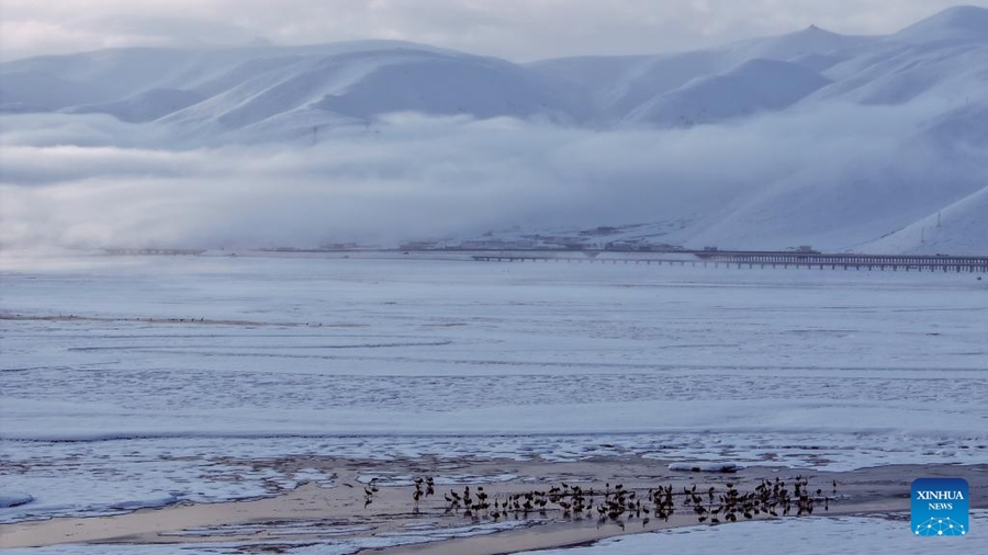 Gru dal collo nero avvistate in una zona umida nello Xizang della Cina