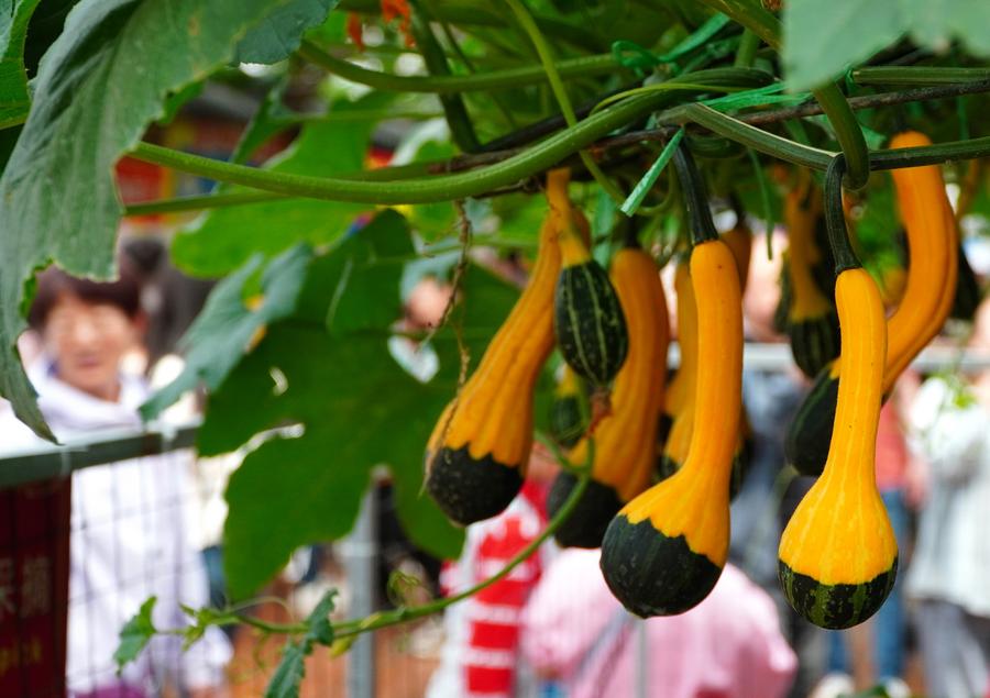 Ortaggi in mostra alla 25a edizione della China (Shouguang) International Vegetable Science and Technology Expo a Shouguang, nella provincia dello Shandong. (21 aprile 2024 – Xinhua/Xu Suhui)