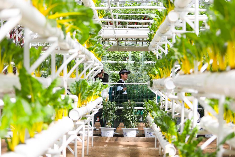 L'expo internazionale di scienze e tecnologie vegetali attira visitatori nello Shandong