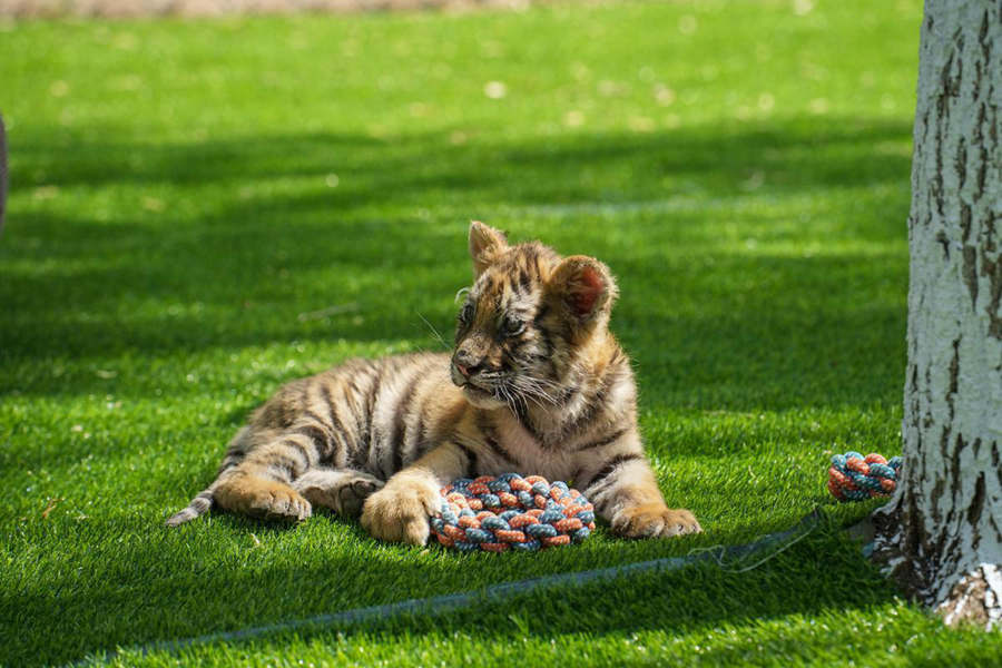 Cuccioli di tigre siberiana prosperano nei centri di allevamento cinesi