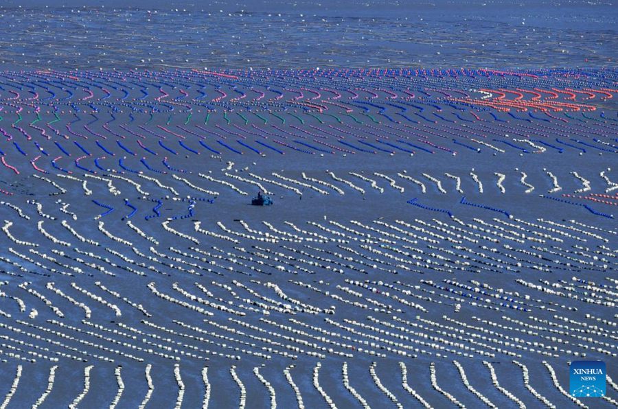 Una zona di maricoltura nella contea di Lianjiang, provincia del Fujian. (1 dicembre 2021 – Xinhua/Wei Peiquan)