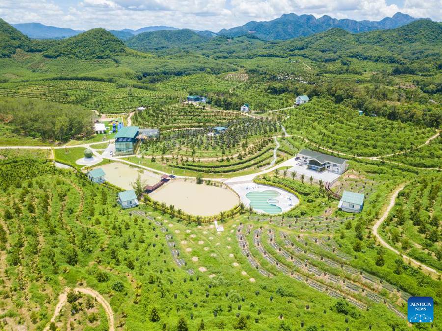 L'industria del durian promuove la rivitalizzazione rurale nel sud della Cina
