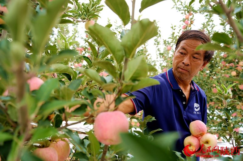 Shaanxi: ricco raccolto di mele regala sorrisi ai frutticoltori
