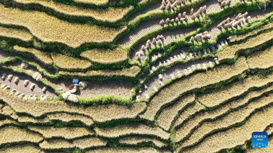 Agricoltori raccolgono il riso tardivo nel villaggio Wangli, nella città di Tengchong, provincia dello Yunnan. (27 ottobre 2024 – Xinhua/Gong Zujin)