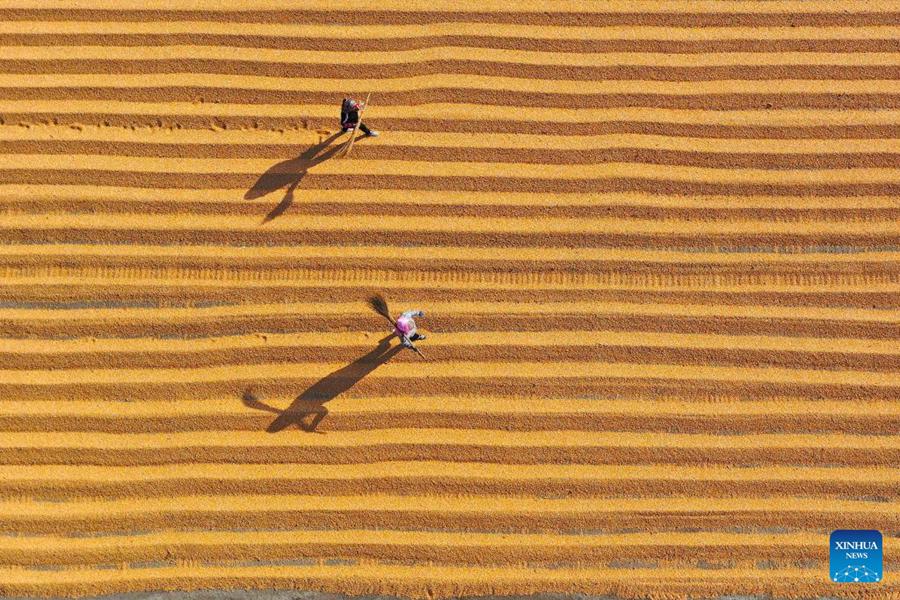 Agricoltori accolgono la stagione di raccolta in tutta la Cina