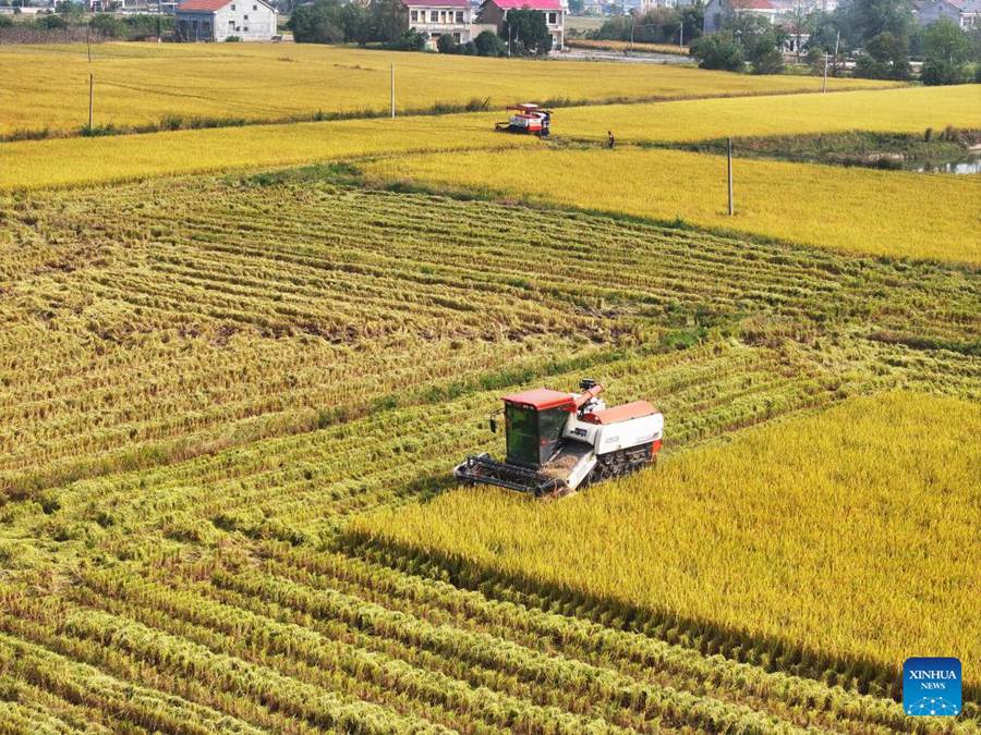 Agricoltori accolgono la stagione di raccolta in tutta la Cina