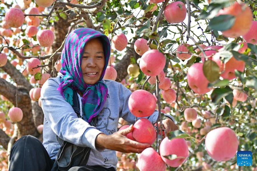 Agricoltori accolgono la stagione di raccolta in tutta la Cina