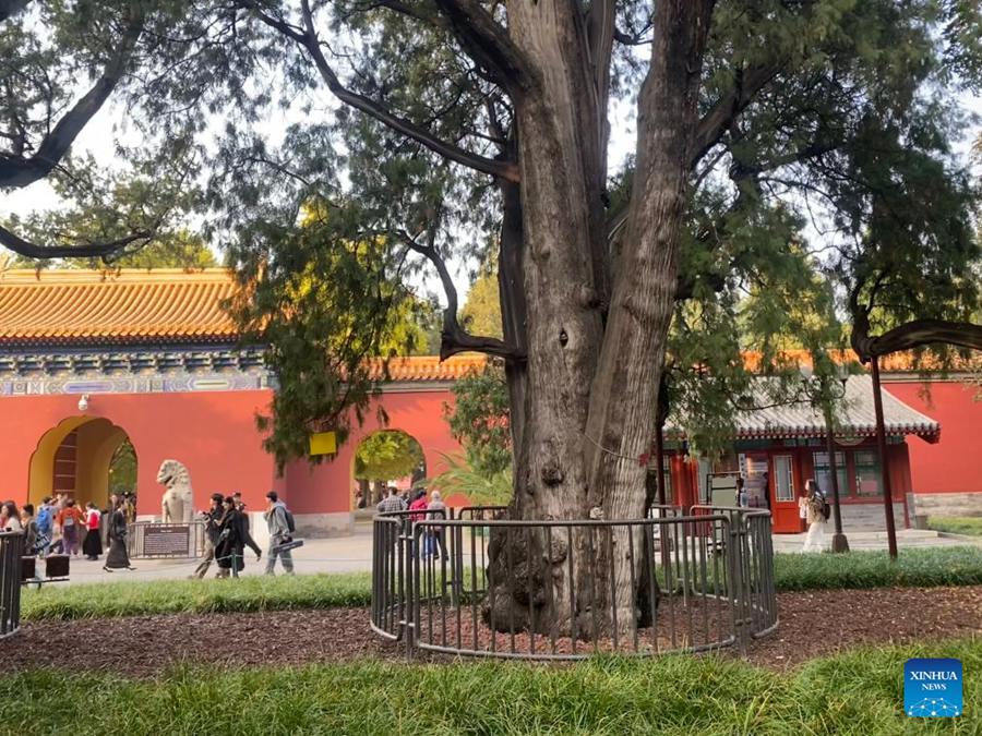 Beijing rafforza la protezione degli antichi alberi lungo l'Asse Centrale