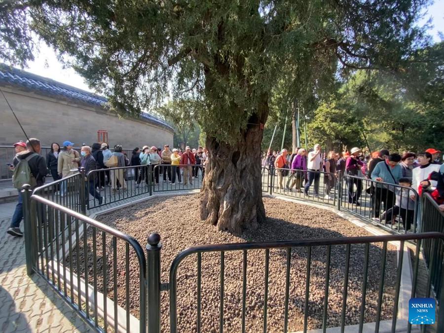 Turisti passeggiano davanti a un albero secolare nel Tempio del Cielo a Beijing, capitale della Cina. (24 ottobre 2024 - Xinhua/Luo Xin)
