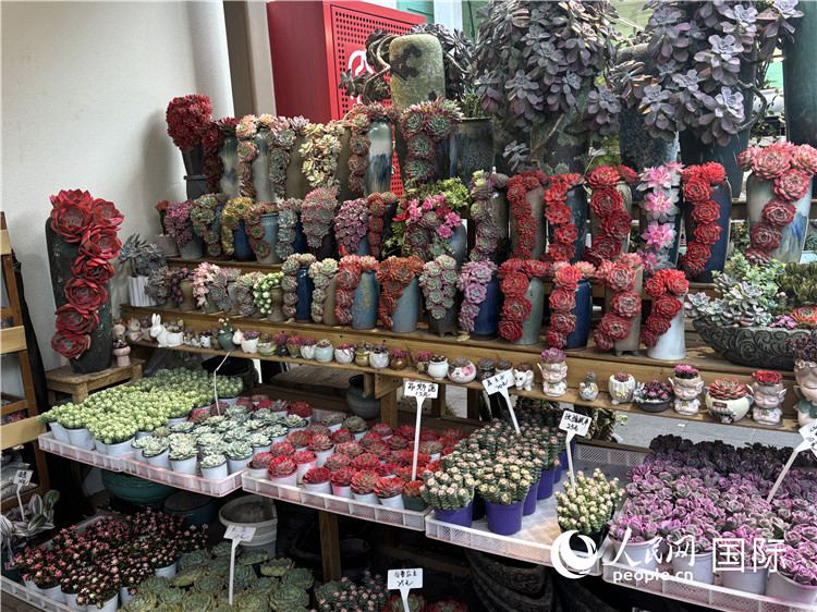 Economia dei fiori sostiene il nuovo sviluppo del turismo culturale nella Greater Bay Area