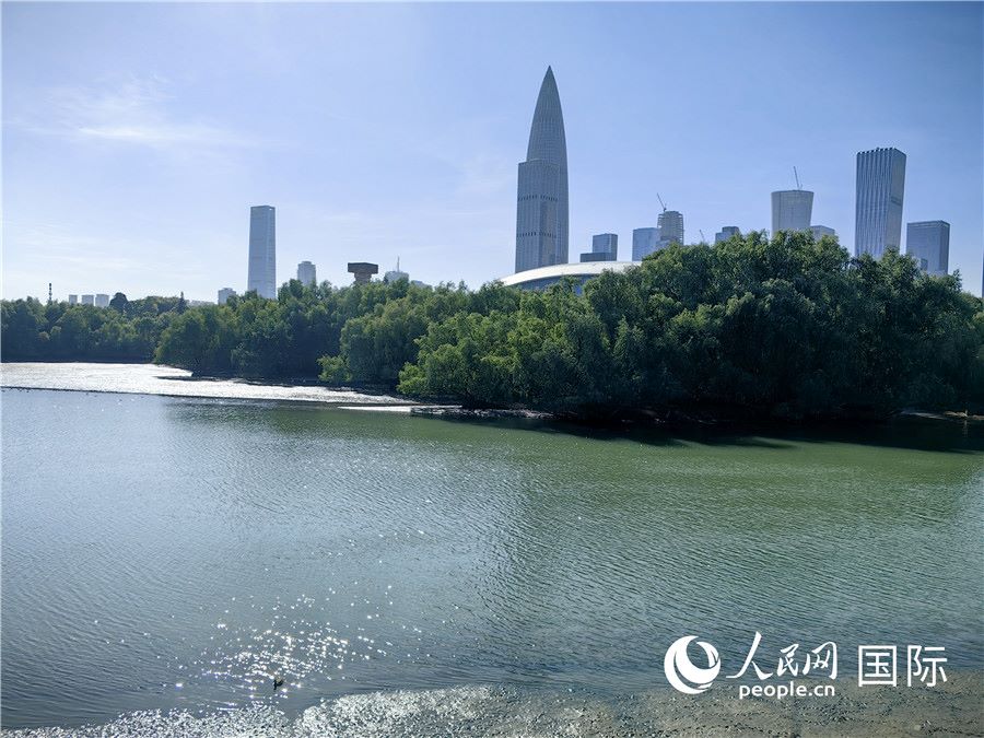 Corridoio ecologico del fiume Dasha: un nuovo biglietto da visita per lo sviluppo ecologico di Shenzhen