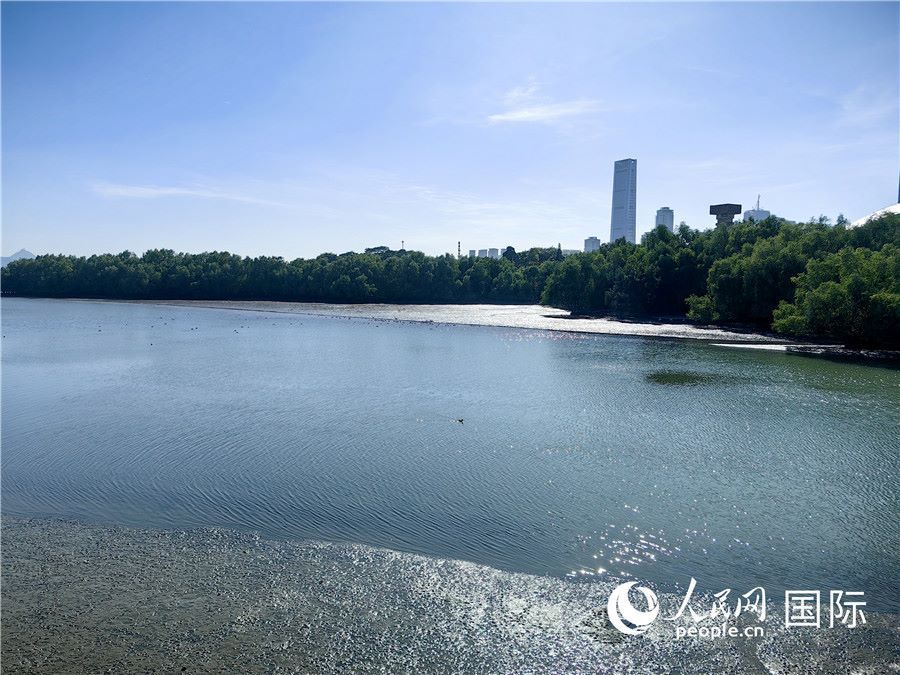 Corridoio ecologico del fiume Dasha: un nuovo biglietto da visita per lo sviluppo ecologico di Shenzhen