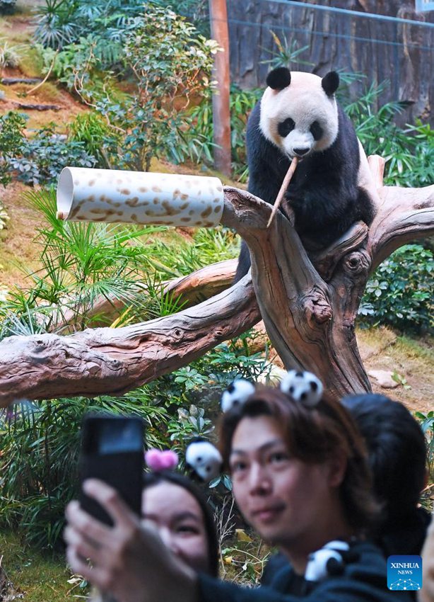 Fan entusiasti accorrono all'Ocean Park di Hong Kong per il debutto dei nuovi panda