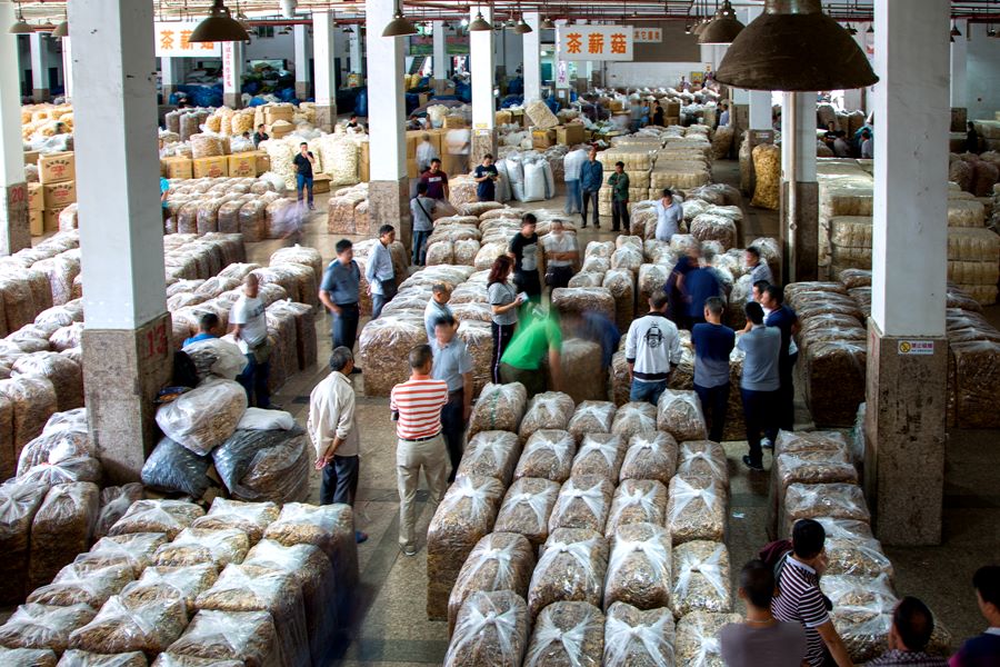 Gutian è la contea con la base di produzione di funghi commestibili più completa in Cina. (Chen Xiuyu)