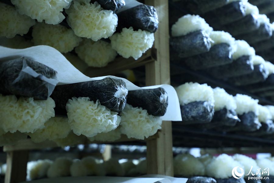 Tremella fuciformis coltivata in funghifici. (Quotidiano del Popolo Online/Li Weiwei)