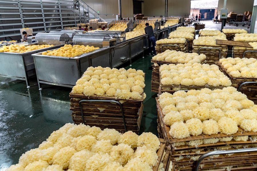 Laboratorio di produzione di Tremella fuciformis a Gutian. (Wang Xiabing)