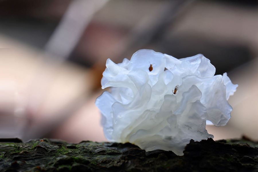 Tremella fuciformis. (Foto per gentile concessione dCentro multimediale integrato della contea di Gutian)