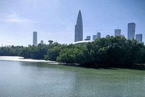 Corridoio ecologico del fiume Dasha: un nuovo biglietto da visita per lo sviluppo ecologico di Shenzhen