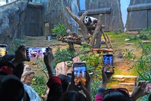Fan entusiasti accorrono all'Ocean Park di Hong Kong per il debutto dei nuovi panda