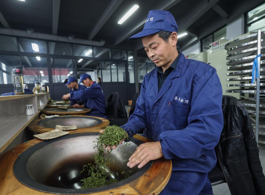 Lavoratori processano le foglie di tè in un laboratorio del villaggio di Anding, nella cittadina di Lishan, nella provincia orientale cinese del Zhejiang. (8 aprile 2024 - Xinhua/Xu Yu)