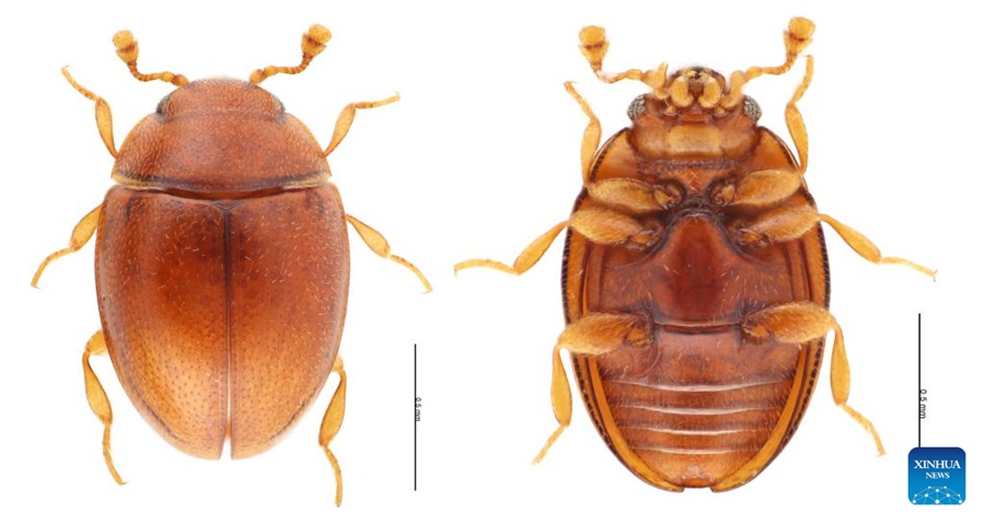 Nuova specie di insetto scoperta nelle zone umide urbane della Cina meridionale