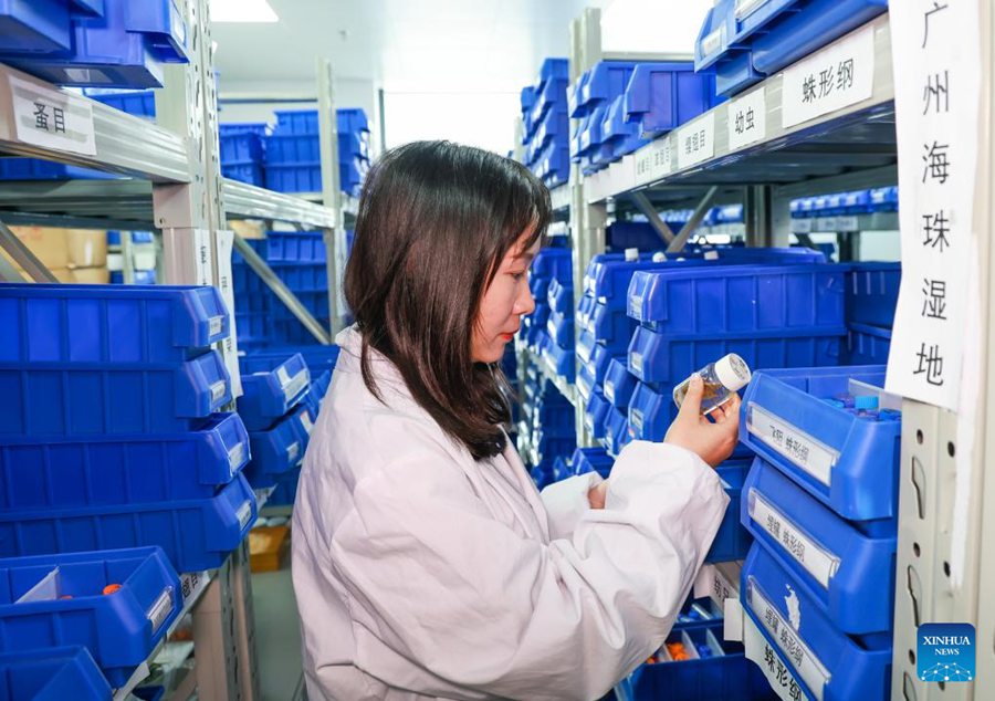Yu Yali, ricercatrice associata presso l'Istituto di zoologia dell'Accademia delle Scienze del Guangdong, osserva campioni di insetti. (13 febbraio 2025 - Xinhua)