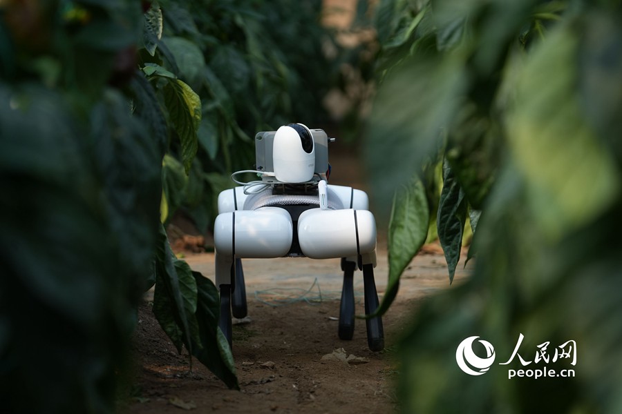 Cane robot ispeziona le condizioni di crescita delle piante e la situazione relativa a parassiti e malattie. (Quotidiano del Popolo Online/Wang Tianle)