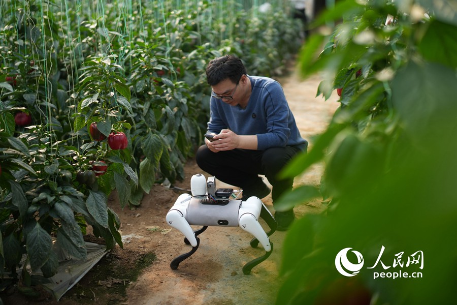 Cane robotico IA prende servizio nell'orto