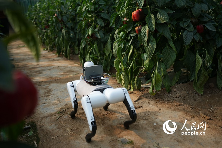 Cane robotico IA prende servizio nell'orto