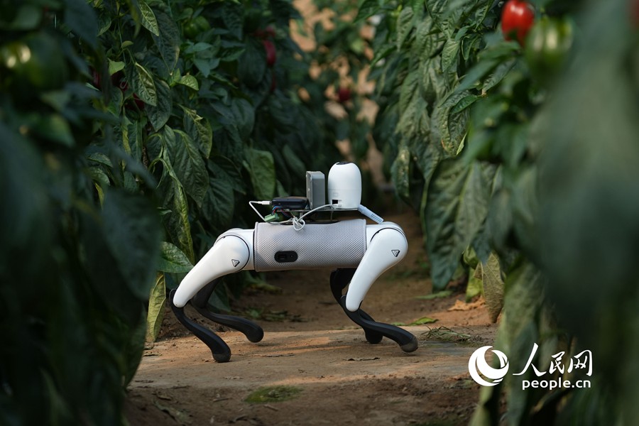 Cane robotico IA prende servizio nell'orto