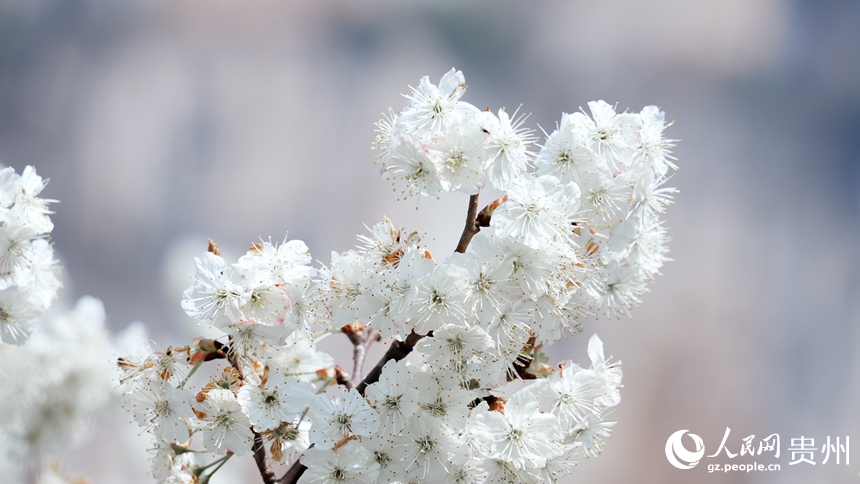 Guizhou: fiori di ciliegio avvolgono il dolce scenario primaverile