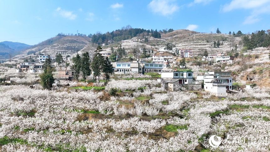 Guizhou: fiori di ciliegio avvolgono il dolce scenario primaverile