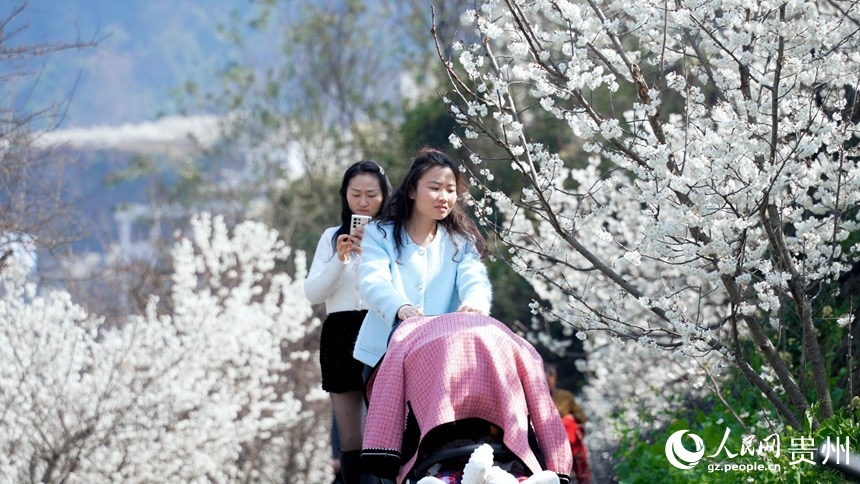 Guizhou: fiori di ciliegio avvolgono il dolce scenario primaverile