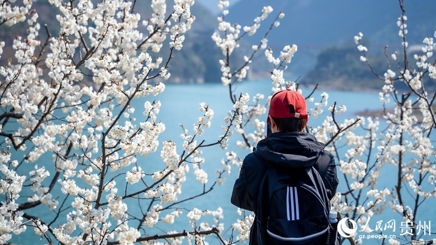 Guizhou: fiori di ciliegio avvolgono il dolce scenario primaverile
