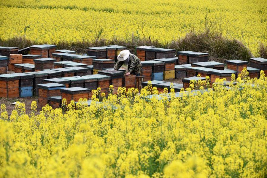 Il millenario villaggio Dong di Zhaoxing dipinge un nuovo quadro di rivitalizzazione rurale
