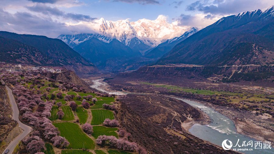 Xizang: lo splendore primaverile dei fiori di pesco a Linzhi