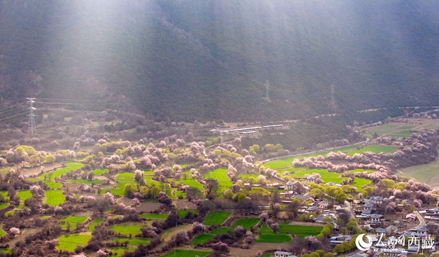Xizang: lo splendore primaverile dei fiori di pesco a Linzhi
