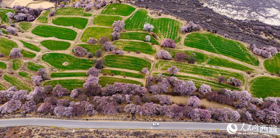 Xizang: lo splendore primaverile dei fiori di pesco a Linzhi