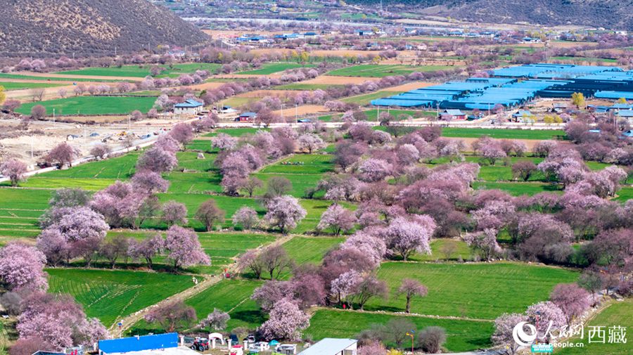 Xizang: lo splendore primaverile dei fiori di pesco a Linzhi