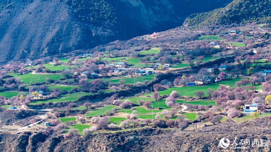 Xizang: lo splendore primaverile dei fiori di pesco a Linzhi