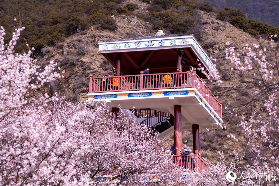 Xizang: lo splendore primaverile dei fiori di pesco a Linzhi