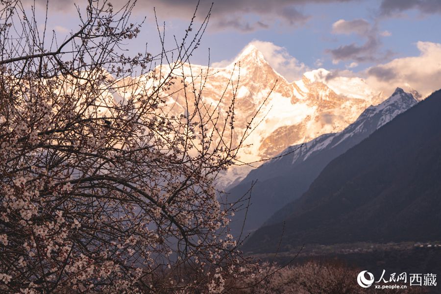 Xizang: lo splendore primaverile dei fiori di pesco a Linzhi