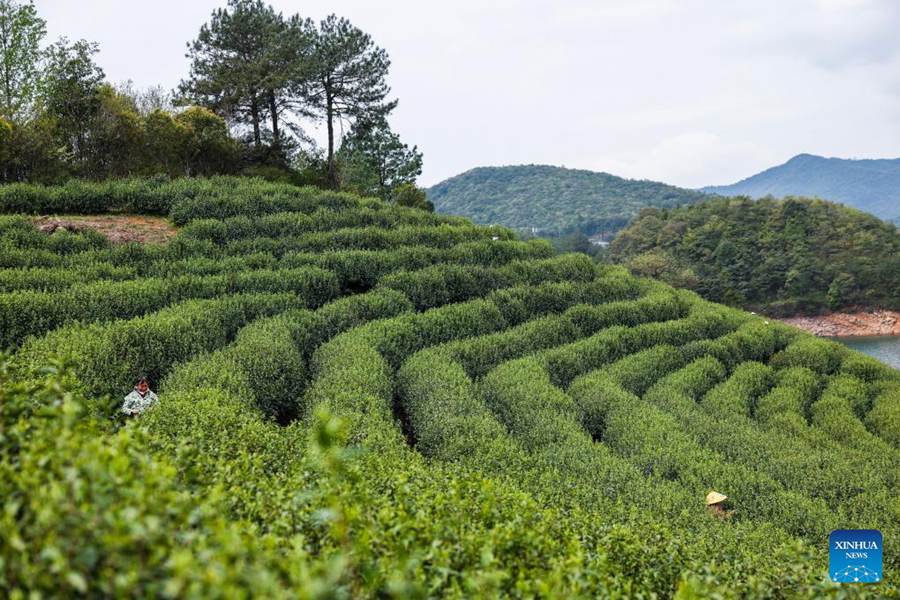Il tè Juyan di Wuzhou entra nella stagione di raccolta