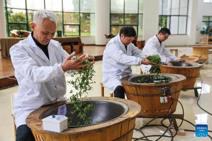 Il tè Juyan di Wuzhou entra nella stagione di raccolta