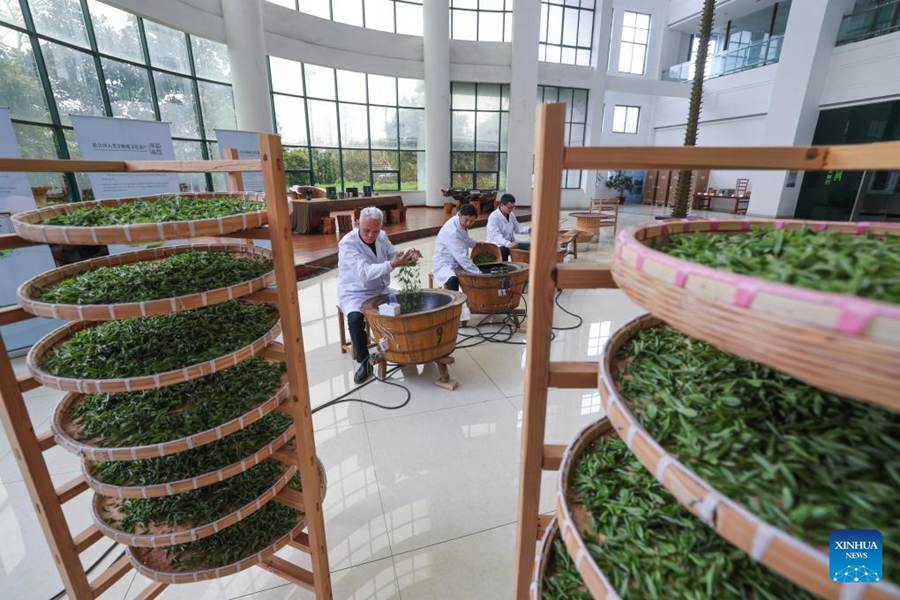 Il tè Juyan di Wuzhou entra nella stagione di raccolta